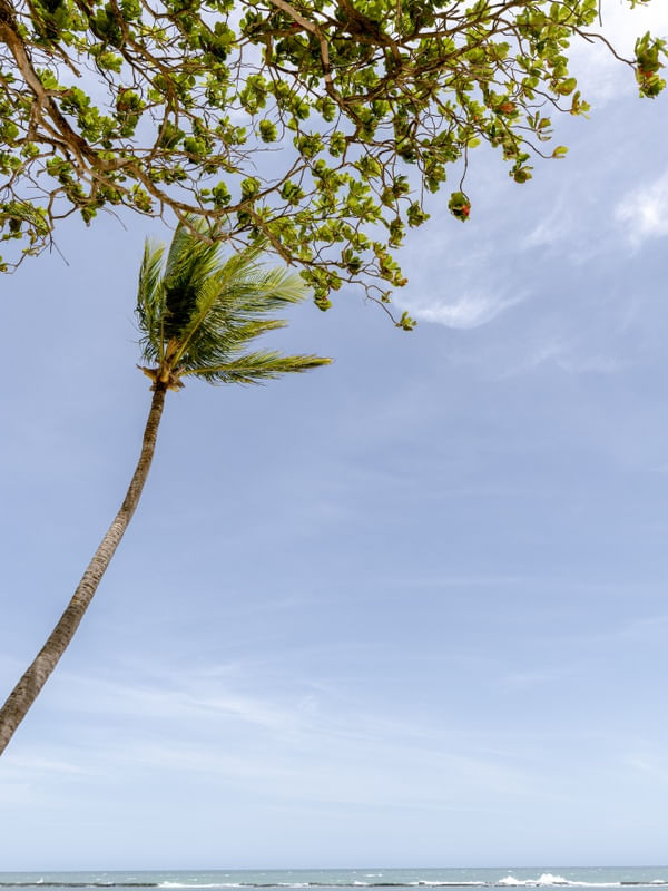 TROPICAL INFINITY