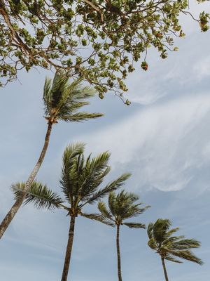 TROPICAL WINDS