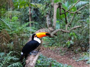 TUCANO NA NATUREZA