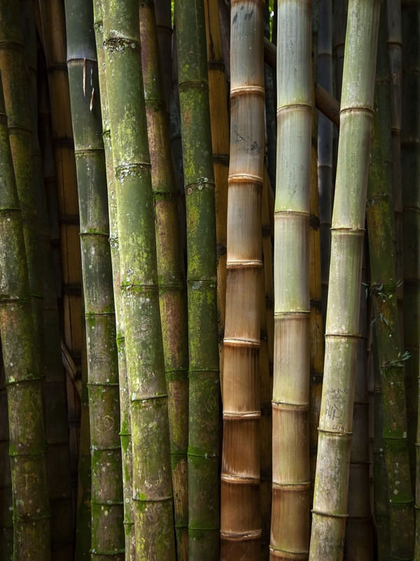 BAMBUZAL 5