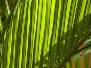 FOLHA COM LUZ E SOMBRA