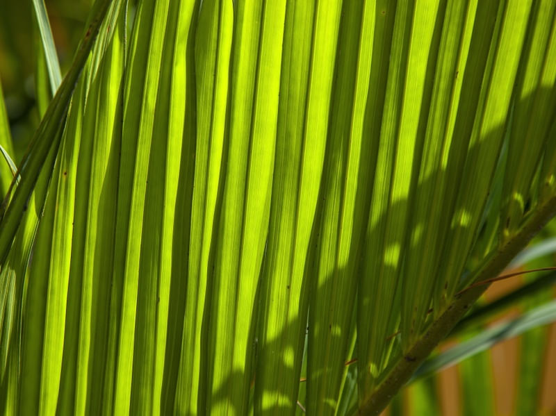 FOLHA COM LUZ E SOMBRA