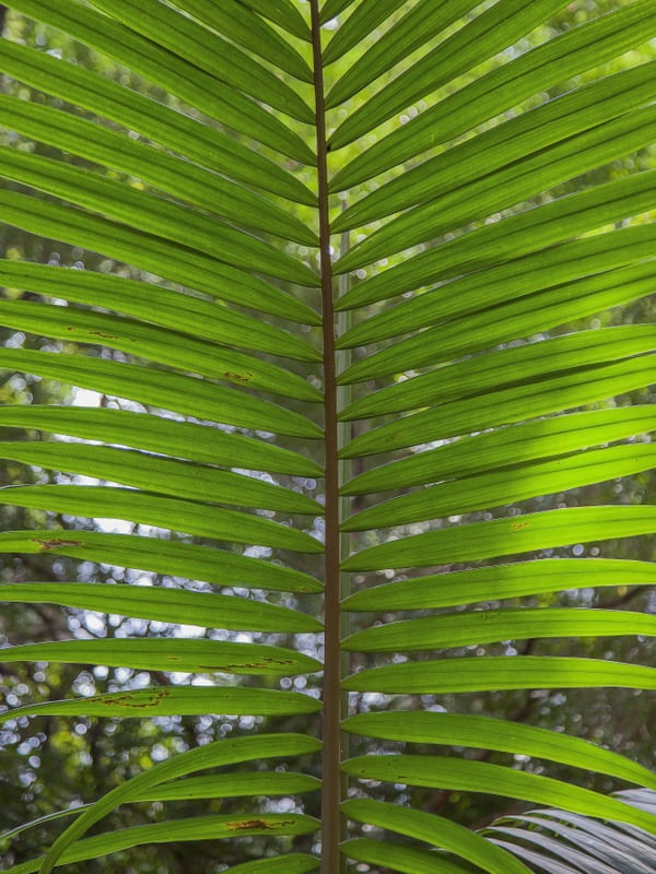 FOLHA VERTICAL