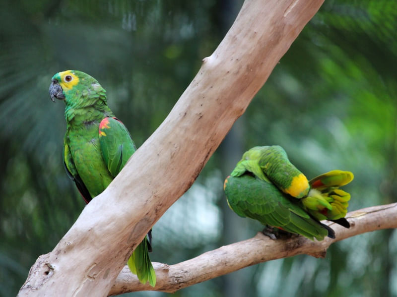 CASAL DE PAPAGAIO