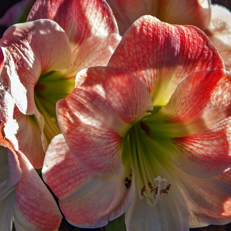 AMARILIS COR DE ROSA