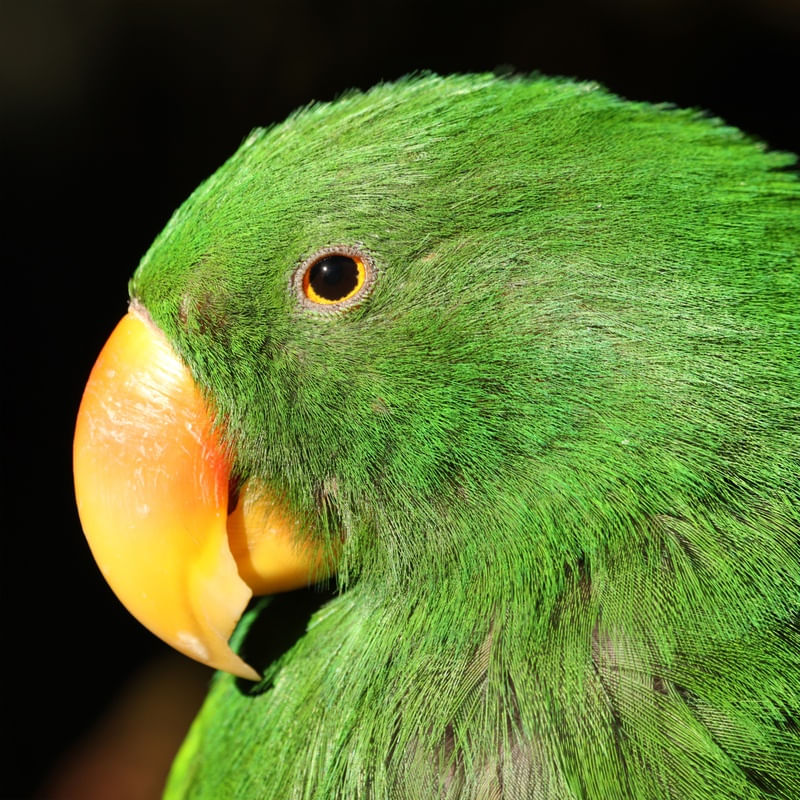 RETRATO PAPAGAIO
