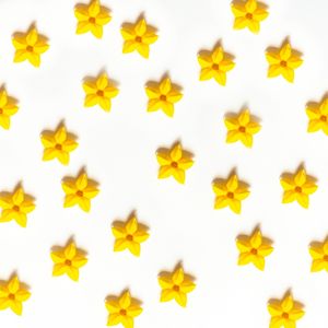 MUSSAENDA ESTRELA 2