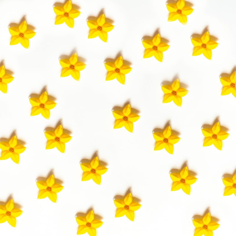 MUSSAENDA ESTRELA 2