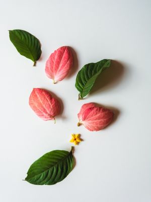 MUSSAENDA PETÁLAS 6