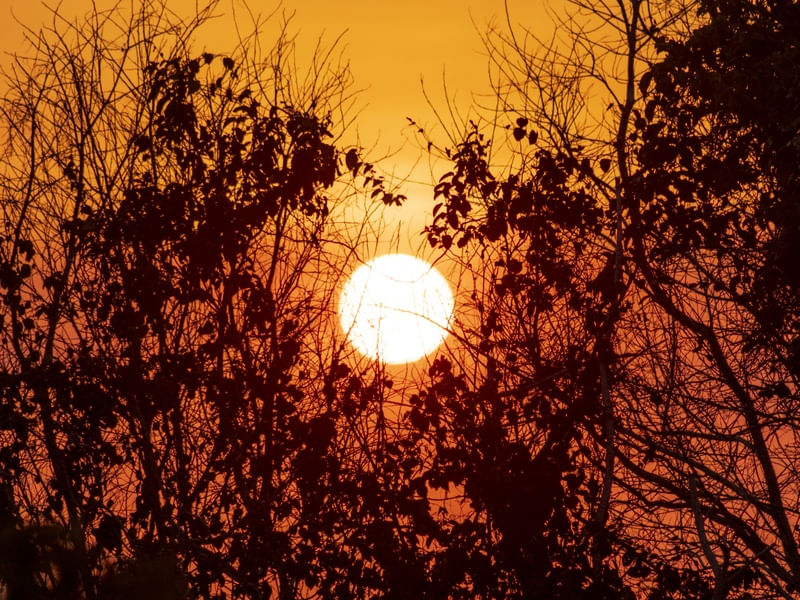 PÔR DO SOL ENTRE GALHOS E ÁRVORES EM ITAÚNAS