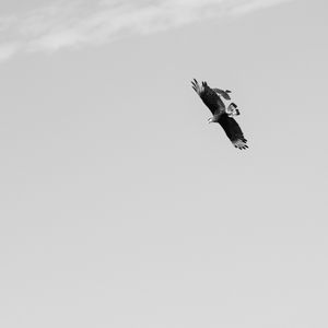 PERSEGUIÇÃO 1 B&W