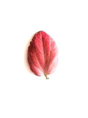MUSSAENDA PÉTALA 7