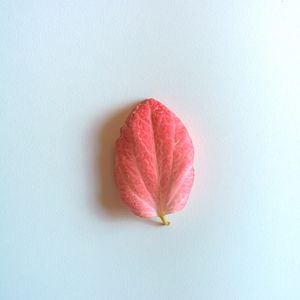 MUSSAENDA PÉTALA 8