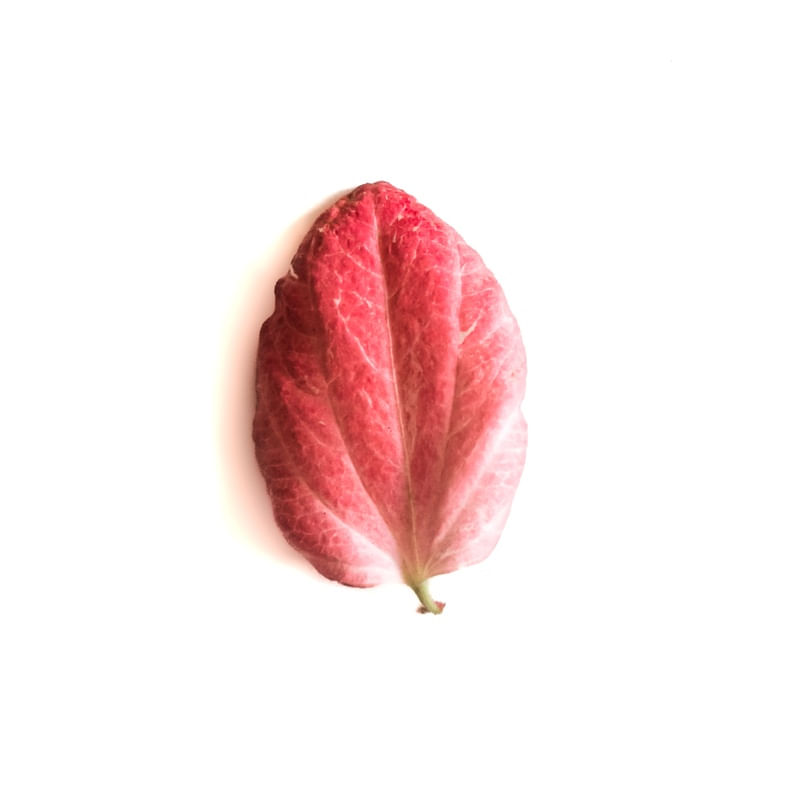 MUSSAENDA PÉTALA 9