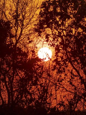 PÔR DO SOL ENTRE GALHOS E ÁRVORES