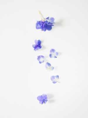 HORTÊNSIA PÉTALAS 2
