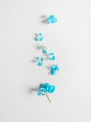 HORTÊNSIA COR TIFFANY?