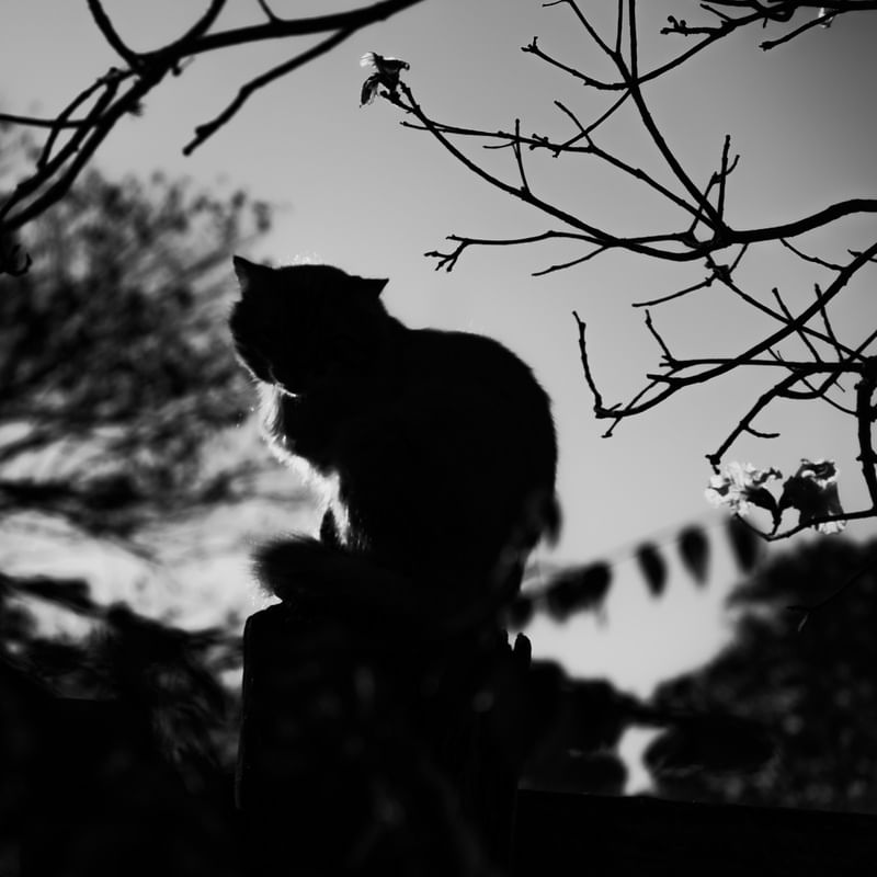 GATO NO TOCO PRETO E BRANCO