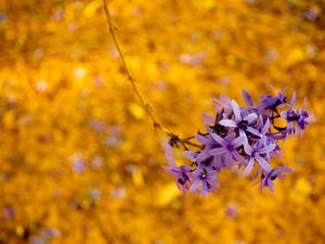 FLOR DE SÃO MIGUEL NO INVERNO