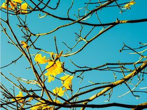 GALHOS DO IPÊ AMARELO 1