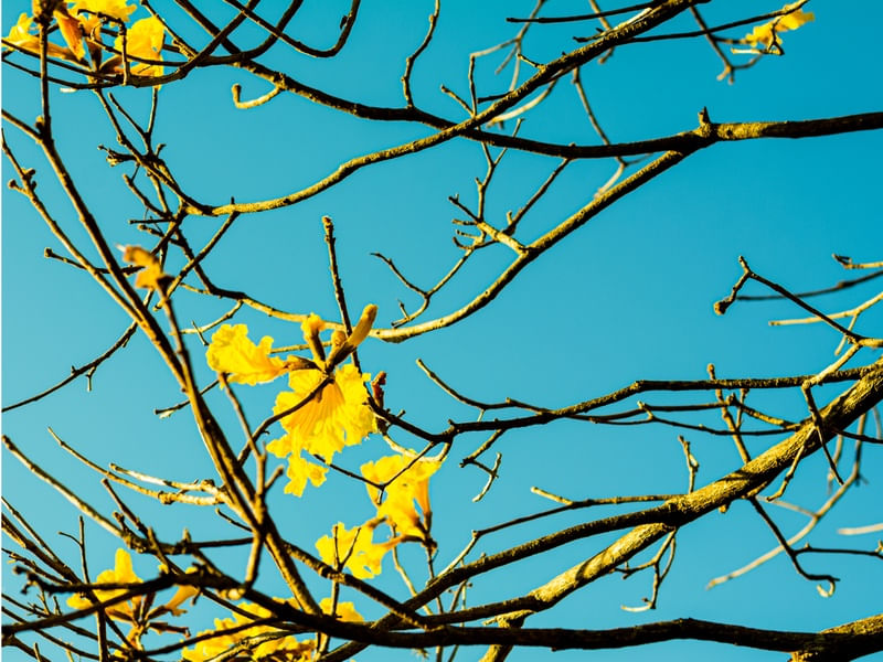 GALHOS DO IPÊ AMARELO 1