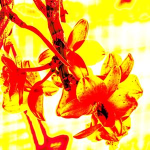 ORQUÍDEA AMARELA 1