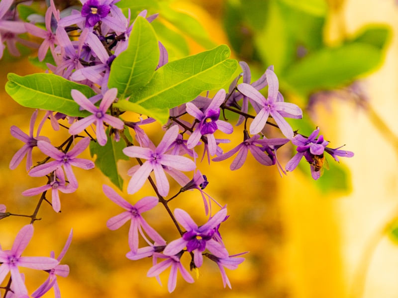 ABELHA POLONIZANDO A FLOR DE SÃO MIGUEL
