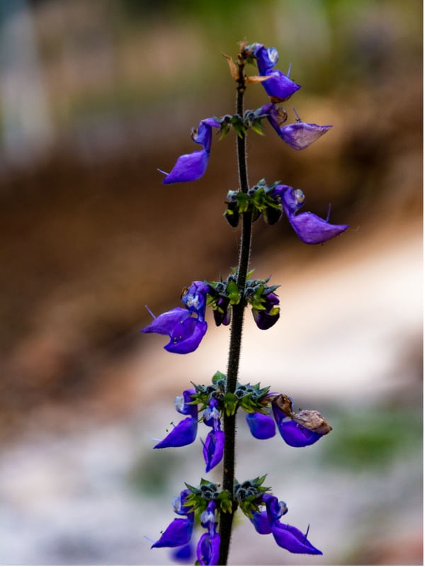 FLOR DE BOLDO 2