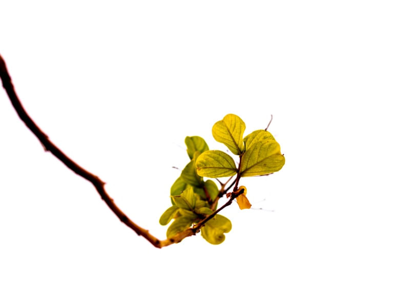 GALHO COM FOLHA VERDE