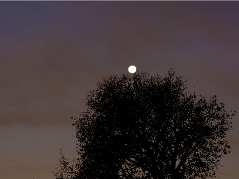 LUA ATRÁS DA JABOTICABEIRA