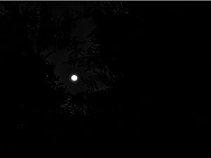 LUA ENTRE AS ÁRVORES