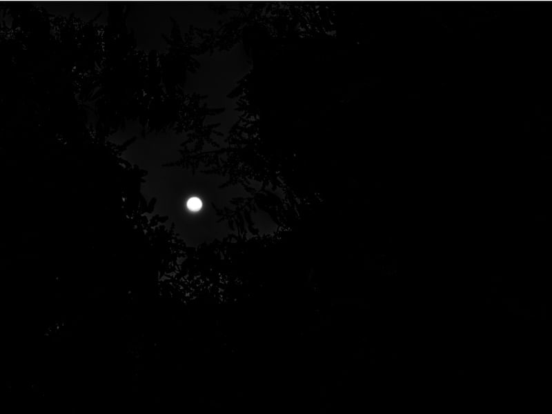 LUA ENTRE AS ÁRVORES