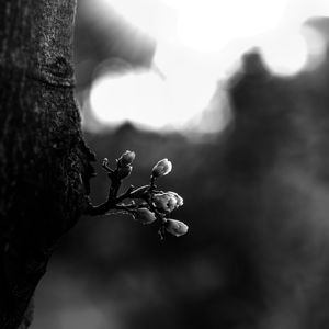 FLOR DA CARAMBOLEIRA