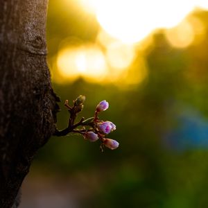 FLOR DA CARAMBOLEIRA II