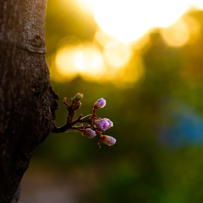 FLOR DA CARAMBOLEIRA II