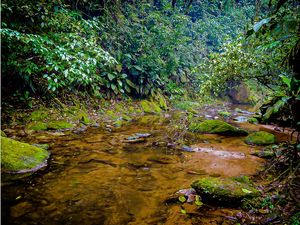 RIACHO NA FLORESTA COM NEBLINA
