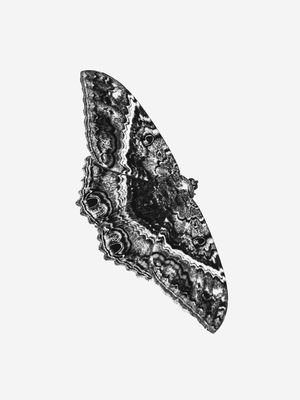 MARIPOSA