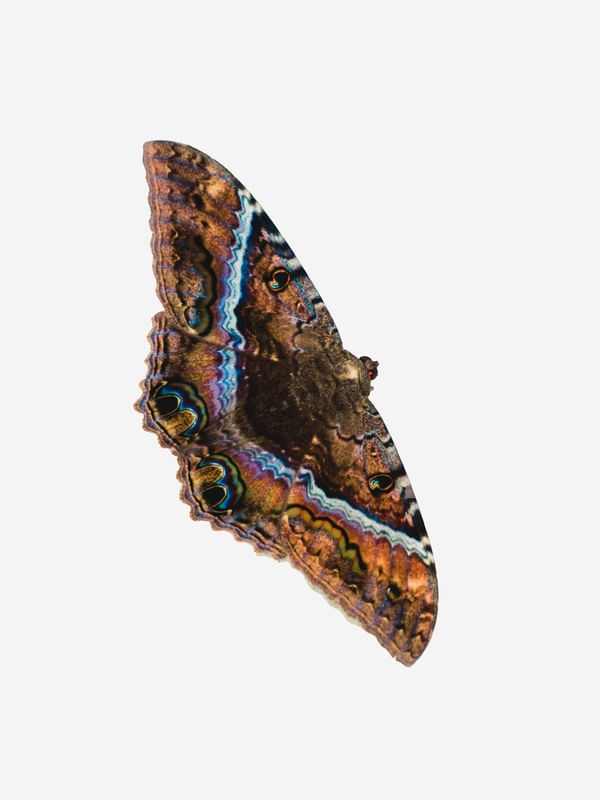 MARIPOSA 2