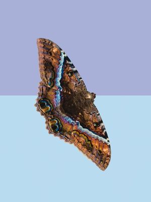 MARIPOSA 3