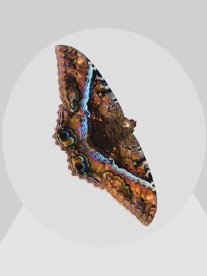 MARIPOSA 4