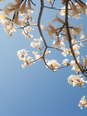 FLORES BRANCAS E CÉU AZUL I