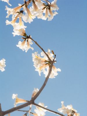 FLORES BRANCAS E CÉU AZUL II