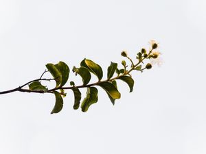 GALHO FLORIDO 1