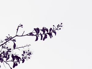 GALHO FLORIDO VIOLETA 2