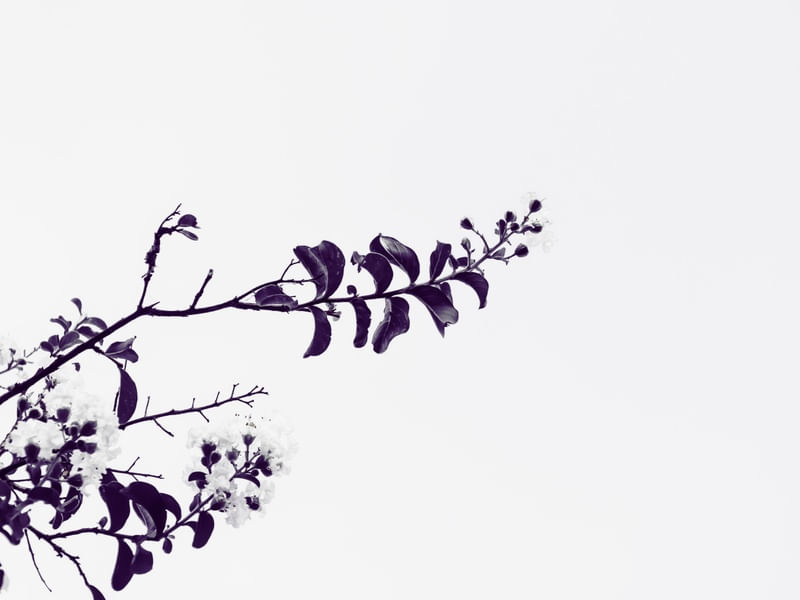 GALHO FLORIDO VIOLETA 2