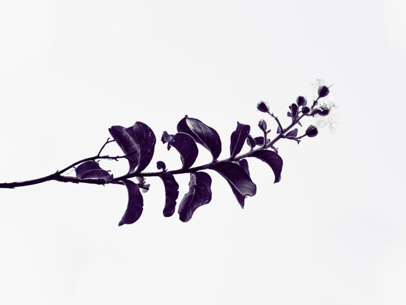 GALHO FLORIDO VIOLETA 1