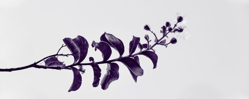GALHO FLORIDO VIOLETA 3