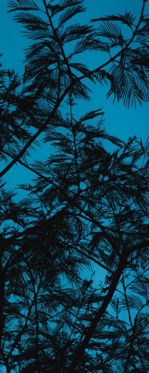 OS GALHOS E O CÉU AZUL
