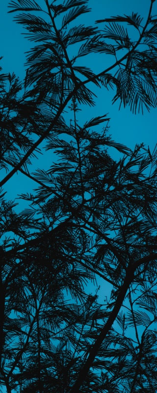 OS GALHOS E O CÉU AZUL