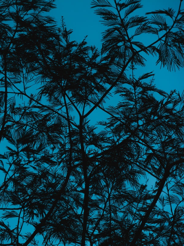 OS GALHOS E O CÉU AZUL 2